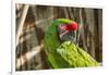 Portrait of a Parrot-Zandria Muench Beraldo-Framed Photographic Print