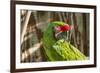 Portrait of a Parrot-Zandria Muench Beraldo-Framed Premium Photographic Print