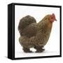 Portrait of a Partridge Pekin Bantam, in Profile-Mark Taylor-Framed Stretched Canvas