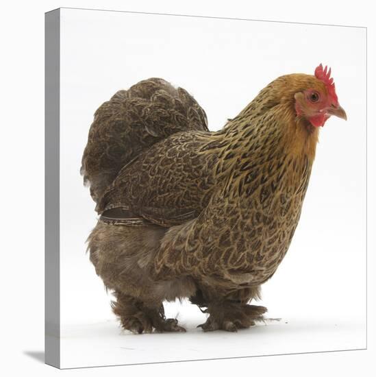 Portrait of a Partridge Pekin Bantam, in Profile-Mark Taylor-Stretched Canvas