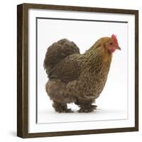 Portrait of a Partridge Pekin Bantam, in Profile-Mark Taylor-Framed Photographic Print