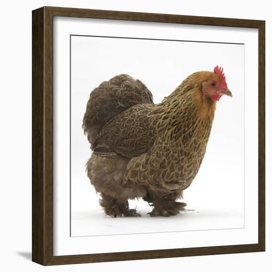 Portrait of a Partridge Pekin Bantam, in Profile-Mark Taylor-Framed Photographic Print