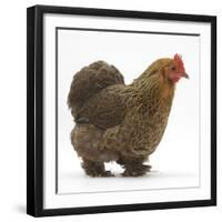 Portrait of a Partridge Pekin Bantam, in Profile-Mark Taylor-Framed Photographic Print