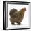 Portrait of a Partridge Pekin Bantam, in Profile-Mark Taylor-Framed Photographic Print