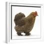 Portrait of a Partridge Pekin Bantam, in Profile-Mark Taylor-Framed Photographic Print