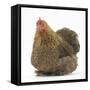 Portrait of a Partridge Pekin Bantam-Mark Taylor-Framed Stretched Canvas