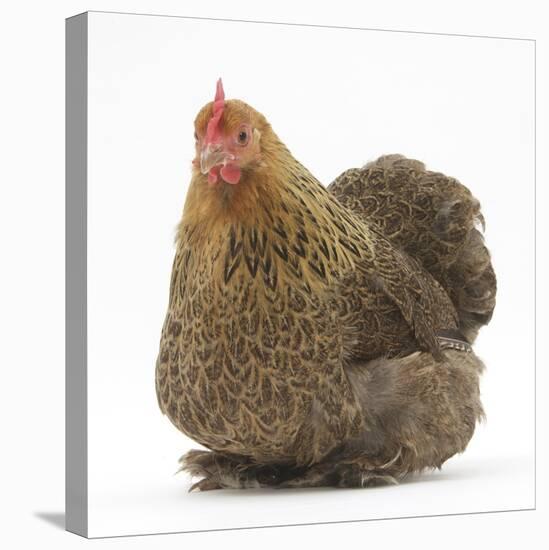 Portrait of a Partridge Pekin Bantam-Mark Taylor-Stretched Canvas