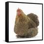 Portrait of a Partridge Pekin Bantam-Mark Taylor-Framed Stretched Canvas