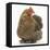 Portrait of a Partridge Pekin Bantam-Mark Taylor-Framed Stretched Canvas