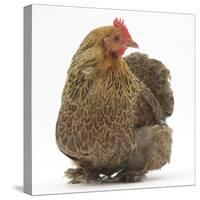 Portrait of a Partridge Pekin Bantam-Mark Taylor-Stretched Canvas