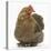 Portrait of a Partridge Pekin Bantam-Mark Taylor-Stretched Canvas