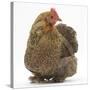 Portrait of a Partridge Pekin Bantam-Mark Taylor-Stretched Canvas