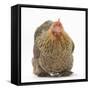 Portrait of a Partridge Pekin Bantam-Mark Taylor-Framed Stretched Canvas