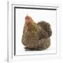 Portrait of a Partridge Pekin Bantam-Mark Taylor-Framed Photographic Print