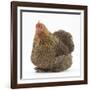 Portrait of a Partridge Pekin Bantam-Mark Taylor-Framed Photographic Print