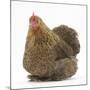 Portrait of a Partridge Pekin Bantam-Mark Taylor-Mounted Photographic Print