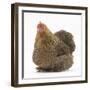 Portrait of a Partridge Pekin Bantam-Mark Taylor-Framed Photographic Print