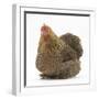 Portrait of a Partridge Pekin Bantam-Mark Taylor-Framed Photographic Print