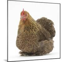 Portrait of a Partridge Pekin Bantam-Mark Taylor-Mounted Photographic Print