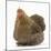 Portrait of a Partridge Pekin Bantam-Mark Taylor-Mounted Photographic Print