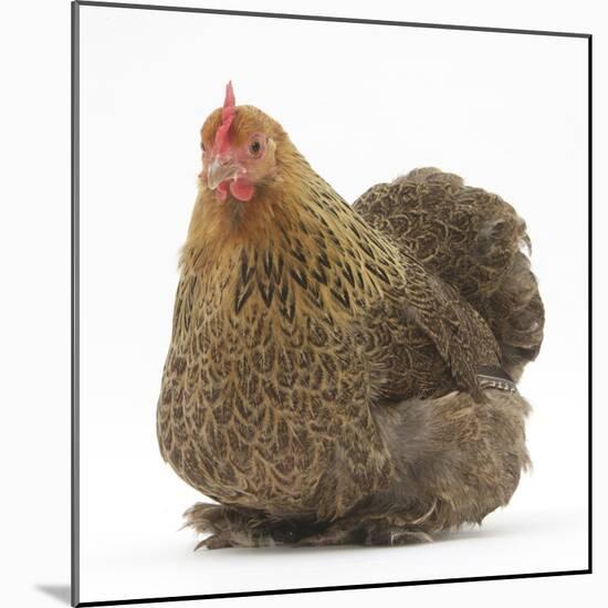 Portrait of a Partridge Pekin Bantam-Mark Taylor-Mounted Photographic Print