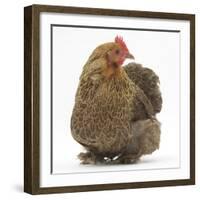 Portrait of a Partridge Pekin Bantam-Mark Taylor-Framed Photographic Print