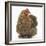 Portrait of a Partridge Pekin Bantam-Mark Taylor-Framed Photographic Print