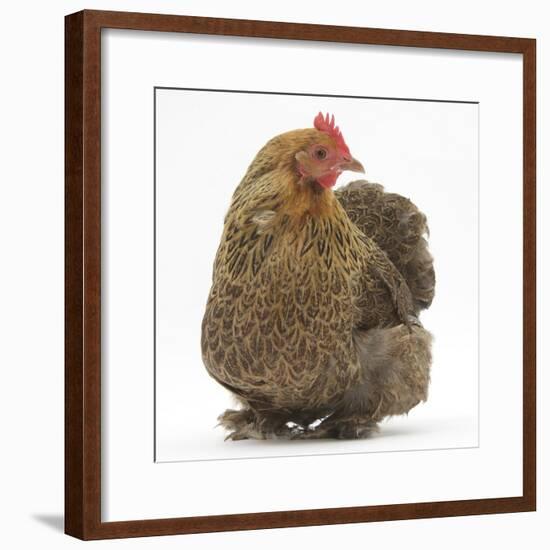 Portrait of a Partridge Pekin Bantam-Mark Taylor-Framed Photographic Print