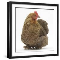 Portrait of a Partridge Pekin Bantam-Mark Taylor-Framed Photographic Print