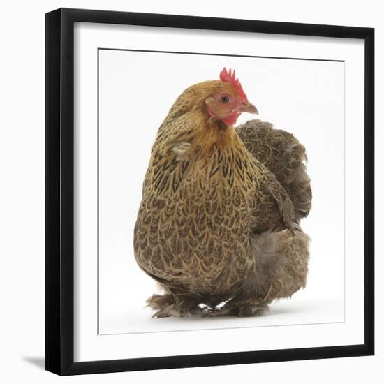 Portrait of a Partridge Pekin Bantam-Mark Taylor-Framed Photographic Print