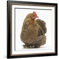 Portrait of a Partridge Pekin Bantam-Mark Taylor-Framed Photographic Print