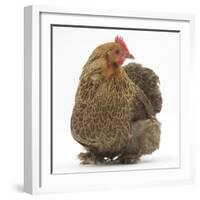 Portrait of a Partridge Pekin Bantam-Mark Taylor-Framed Photographic Print