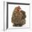 Portrait of a Partridge Pekin Bantam-Mark Taylor-Framed Photographic Print