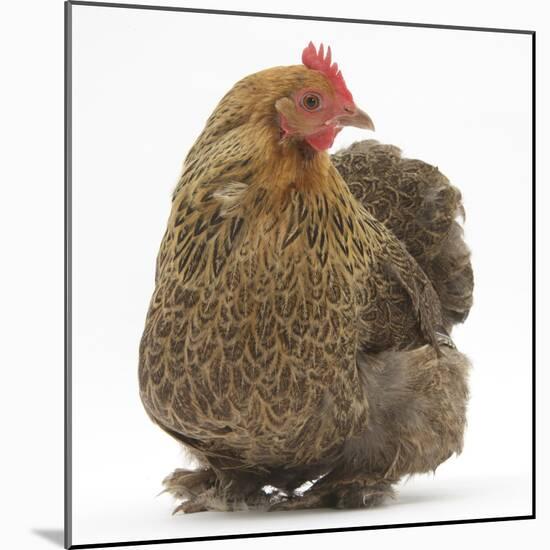 Portrait of a Partridge Pekin Bantam-Mark Taylor-Mounted Photographic Print