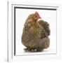 Portrait of a Partridge Pekin Bantam-Mark Taylor-Framed Photographic Print