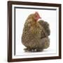 Portrait of a Partridge Pekin Bantam-Mark Taylor-Framed Photographic Print