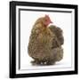 Portrait of a Partridge Pekin Bantam-Mark Taylor-Framed Photographic Print