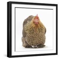 Portrait of a Partridge Pekin Bantam-Mark Taylor-Framed Photographic Print