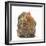 Portrait of a Partridge Pekin Bantam-Mark Taylor-Framed Photographic Print