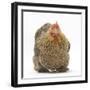 Portrait of a Partridge Pekin Bantam-Mark Taylor-Framed Photographic Print