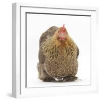 Portrait of a Partridge Pekin Bantam-Mark Taylor-Framed Photographic Print