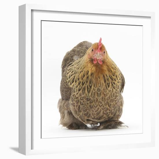 Portrait of a Partridge Pekin Bantam-Mark Taylor-Framed Photographic Print