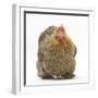 Portrait of a Partridge Pekin Bantam-Mark Taylor-Framed Photographic Print