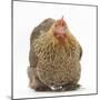 Portrait of a Partridge Pekin Bantam-Mark Taylor-Mounted Photographic Print