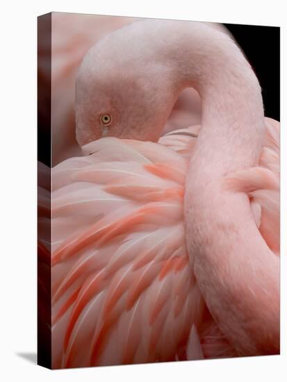 Portrait of a Pink Flamingo-Robin Wechsler-Stretched Canvas