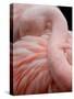 Portrait of a Pink Flamingo-Robin Wechsler-Stretched Canvas