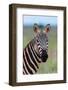 Portrait of a plains zebra looking at the camera. Voi, Tsavo, Kenya-Sergio Pitamitz-Framed Photographic Print