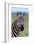 Portrait of a plains zebra looking at the camera. Voi, Tsavo, Kenya-Sergio Pitamitz-Framed Photographic Print