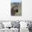 Portrait of a plains zebra looking at the camera. Voi, Tsavo, Kenya-Sergio Pitamitz-Photographic Print displayed on a wall