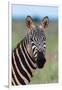 Portrait of a plains zebra looking at the camera. Voi, Tsavo, Kenya-Sergio Pitamitz-Framed Photographic Print